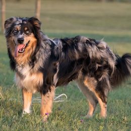 Ragnar - Australian Shepherd