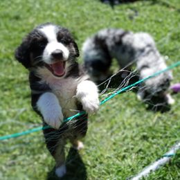 Australian Shepherd Puppies from Van Huitt Australian Shepherds