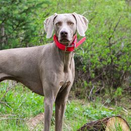 Weimaraners from Wild West Weimaraners