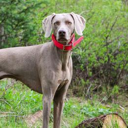 Weimaraners from Wild West Weimaraners