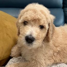 Boy 3 - Apricot Goldendoodle puppy in Orlando, Florida from Lorraine's Doodles