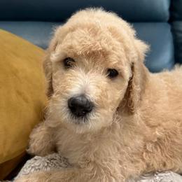 Boy 3 - Apricot Goldendoodle puppy in Orlando, Florida from Lorraine's Doodles