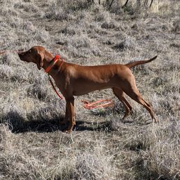 Amelia - Vizsla