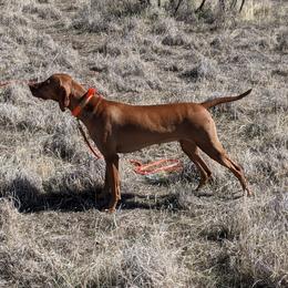 Amelia - Vizsla