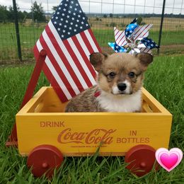Pink sable girl - Sable female Pembroke Welsh Corgi puppy in Centre, Alabama from Walker's AKC Corgis
