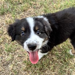 Peanuts - Black tri-color male Australian Shepherd puppy in Glendale, Arizona from Woodard Aussies