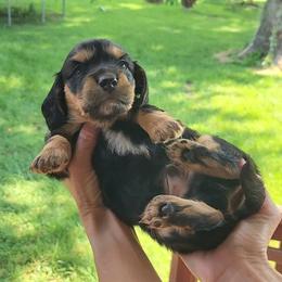 Boaz - Black and tan male Dachshund puppy in Strafford, Missouri from LL Weens
