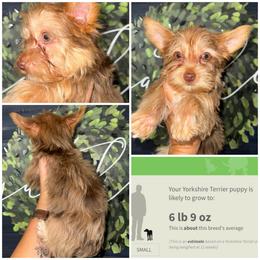 Tyler - Chocolate and tan male Yorkshire Terrier puppy in Cleveland, Tennessee from Moody’s Morkies and More