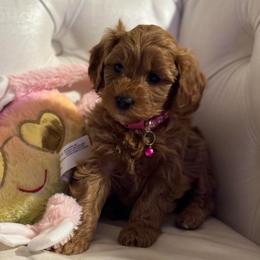 Jingles - Apricot female Cavapoo puppy in Gainesville, Florida from Alyssa Xxweetdoodles