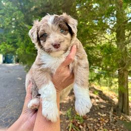 Rooster (lime) - Aussiedoodle puppy from Doodle Duo
