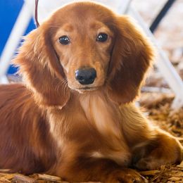 Dachshunds from MacLEdaux