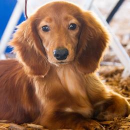 Dachshunds from MacLEdaux