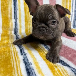 French Bulldog Puppies from South Texas Frenchies