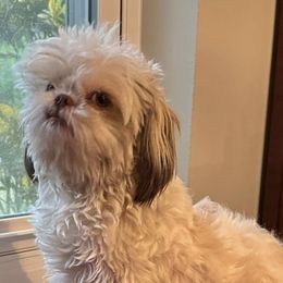 Shih Tzu Puppies from Prescious Shih Tzu’s