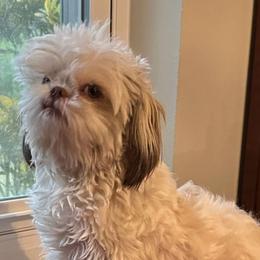 Shih Tzu Puppies from Prescious Shih Tzu’s