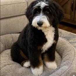 Zoey - Bernedoodle