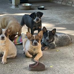 Australian Cattle Dog Puppies from Route 99 Heelers