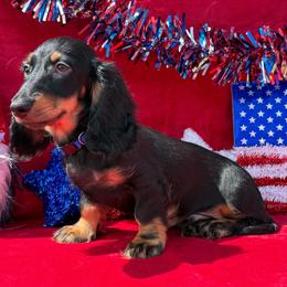 Sargent - Black and tan male Dachshund puppy in Lincoln, Arkansas from Red Dirt Dachshunds