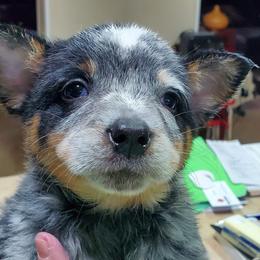 Partial full mask standard blue - Blue mottled female Australian Cattle Dog puppy in Lenoir, North Carolina from Blue Coyote Ranch