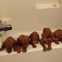 Vizslas from Hallman Vizlas