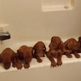 Vizslas from Hallman Vizlas