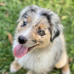 Australian Shepherd Puppies from Malin Family Aussies