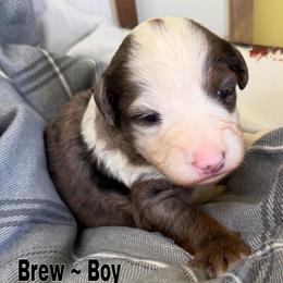 Brew - Merle male Bernedoodle puppy in Sherman, Illinois from Shirl Doodle Life