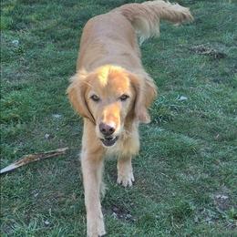 Sheriff - Golden male Golden Retriever puppy in Tenino, Washington from Oak River Goldens'