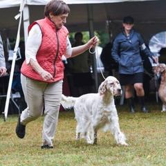 CoCo - English Setter