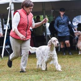 CoCo - English Setter