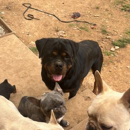 French Bulldog and Rottweiler Puppies from MBArotties_frenchies