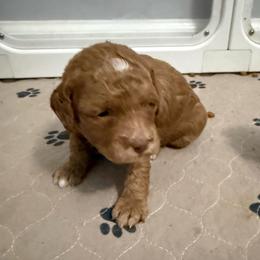Female 2 - Red female Cockapoo puppy in Dahlonega, Georgia from Loveable Cockapoos