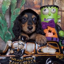 CandyCorn - Black and tan male Dachshund puppy in Floresville, Texas from Muddy River Dachshunds