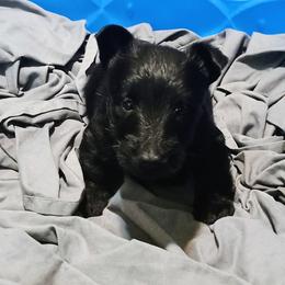 Blk Female 1 - Black female Scottish Terrier puppy in Smiths Grove, Kentucky from Moore's We Little Farm AKC Scotties