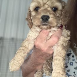Patsy B1 - Red male Cockapoo puppy in Haines City, Florida from Camic Cockapoos