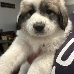 Purple - White and badger female Great Pyrenees puppy in Bloomington, Illinois from Odyssey Great Pyrenees