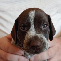 German Shorthaired Pointers from Marie's German Shorthaired Pointers