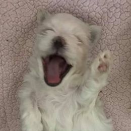 Maltese from Augustines Maltese