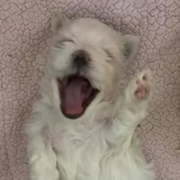 Maltese from Augustines Maltese