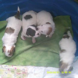 Havanese Puppies from ForestHillsHavanese