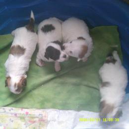 Havanese Puppies from ForestHillsHavanese