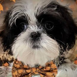 Bean - Black and white male Shih Tzu puppy in Tallahassee, Florida from Bows and Bow Ties