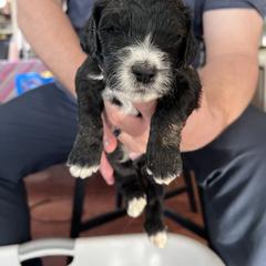 Saint Berdoodle Puppies from Darling St Berdoodles