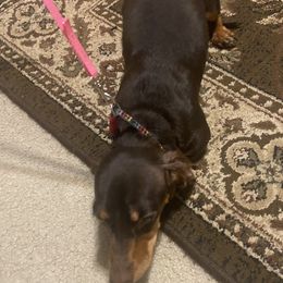 Gracie - Dachshund