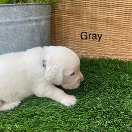 Gray - Light golden male Golden Retriever puppy in Silverton, Oregon from Silver Morning Farm