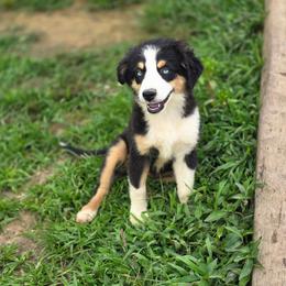 Brontë - Black tri female Miniature Australian Shepherd puppy in Killen, Alabama from Wilkers Wholehearted Mini Aussies