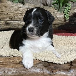 Miniature Australian Shepherd Puppies from Helm Farms Aussies