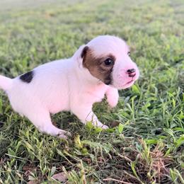 Spot - White and tan male Russell Terrier puppy in Valley Mills, Texas from Bar Rafter C Shorty Jacks