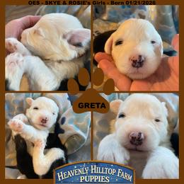 BROWN COLLAR GIRL - Black and white female Old English Sheepdog puppy in Charlo, Montana from Heavenly Hilltop Farm