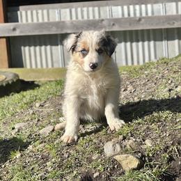 Dustin - Blue merle male Border Collie puppy in Olympia, Washington from Apex Border Collies